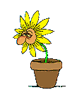 Fleur rhume